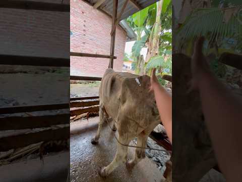 PENYUNTIKAN ANTIBIOTIKA PADA SAPI CUNGKRING thumbnail