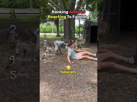 Ranking Animals Reacting To Fainting thumbnail