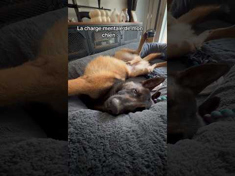 C’est quoi cette position 😭 #ades #malinois #chien #pense thumbnail