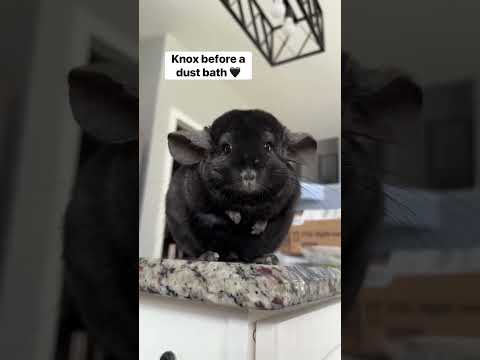 Why does he look so evil 😭 #chinchilla #dust #transformation #pets #shorts thumbnail