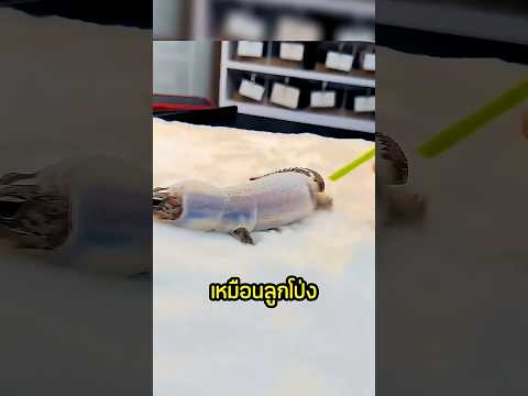 ลอกคราบที่ปลอดภัยสำหรับสัตว์เลี้ยง thumbnail