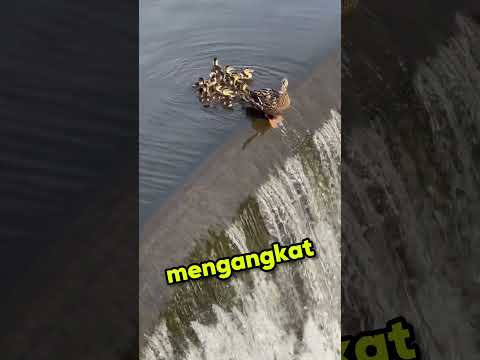 Induk Bebek Nekat Lompat Air Terjun🦆 thumbnail