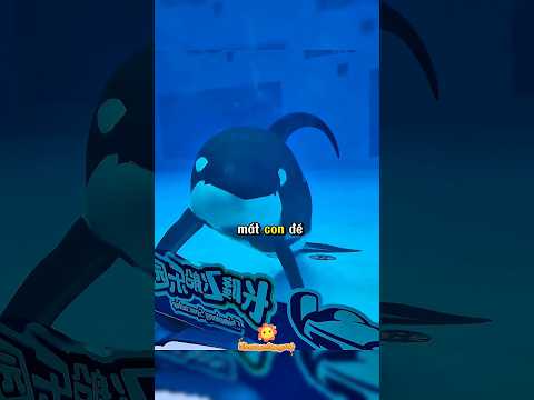 Sau bức màn thủy cung: Nỗi đau mất con và tiếng nấc nghẹn của cá voi mẹ #shortvideo #dongvat thumbnail