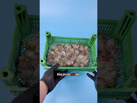 KÜFLÜ ÇİLEĞİN DNA'sı 🍓🧬 thumbnail