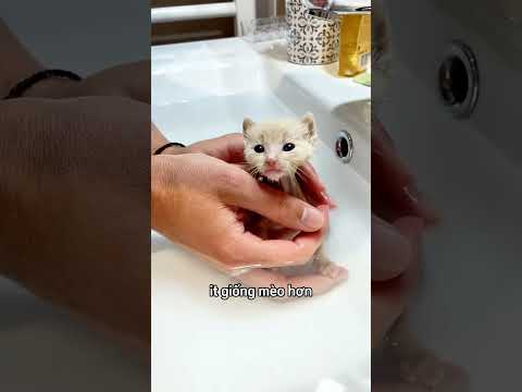 Anh ấy vô tình nhận nuôi thêm một con vật khác 😳 thumbnail