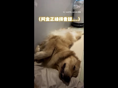 【被口令制約】黃金獵犬正睡得香甜　聽主人「握手」牠竟馬上伸手XD #Shorts thumbnail