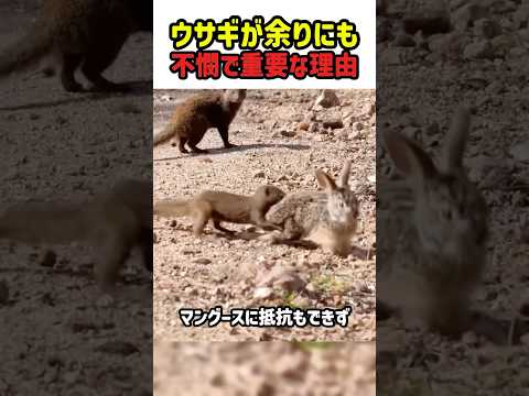 家では暴君、野生では最弱？生態系を底辺で支えるウサギの切ない宿命　#ウサギ #動物の生態 #食物連鎖 #野生の証明 #雑学  #shorts thumbnail