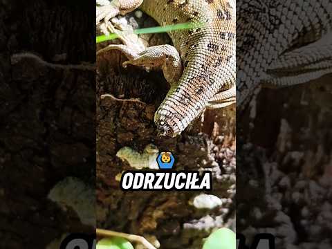 Ciężarna Jaszczurka Bez Ogona ?? Wygrzewa Się W Słońcu ? #las #łąka #jaszczurka thumbnail