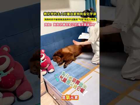教化學的主人對著自家狗狗備化學課，狗狗聽的不耐煩竟連連揮手試圖用"氣浪"把主人帶走，網友：狗狗彷彿在知識的海洋裡溺水了！#shorts thumbnail