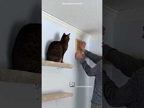 Taman Bermain Kucing DIY di Dalam Rumah! ?? #Shorts thumbnail
