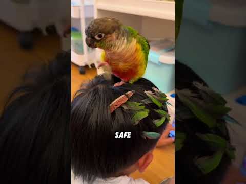 Facts about parrots#animals #funnyanimal #funny #cute #parrot thumbnail