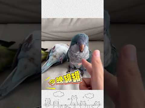 一聽說有罐頭喫，小鸚鵡立馬配合 #寵物 #萌寵 #畫一個故事 thumbnail