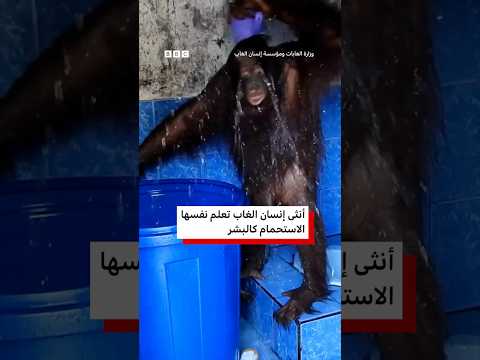 أنثى إنسان غاب تتعلّم الاستحمام كالبشر thumbnail