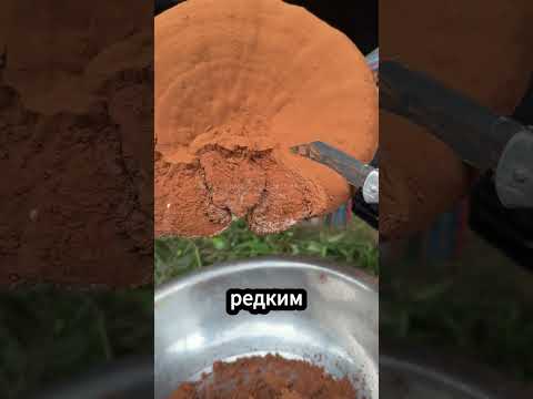 🍄 Почему ганодерму называют грибом бессмертия! #ганодерма #гриббессмертия #лекарственныегрибы thumbnail