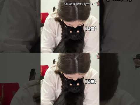 猫猫：红绿灯设备调试中！#可爱#猫猫#万万没想到 #离谱 thumbnail