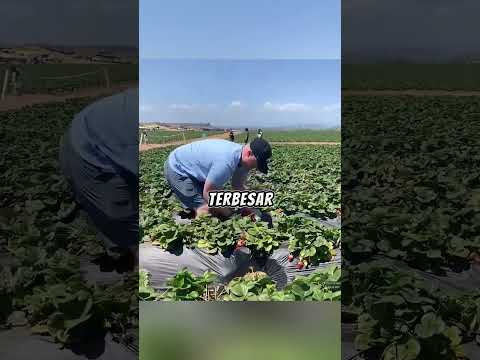 🍓 Pria Ini Kaget Setelah Menemukan Stroberi Raksasa di Kebunnya 😱 #shortsviral thumbnail
