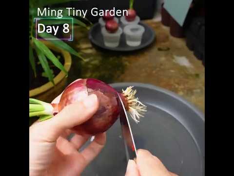 Rooted in Water - Growing Onions thumbnail