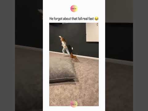 He forgot about that fall real fast 😍 thumbnail