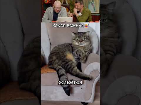 ЗАСМЕЯЛСЯ - ПОДПИСАЛСЯ! Ч.273😆 ПОПРОБУЙ НЕ СМЕЯТЬСЯ! thumbnail