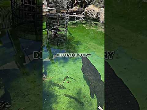 The Dangers of Swimming with Crocodiles thumbnail
