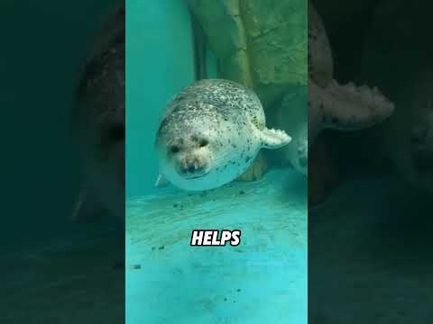 Seals are social animals#animals #funnyanimal #funny #cute #seal thumbnail