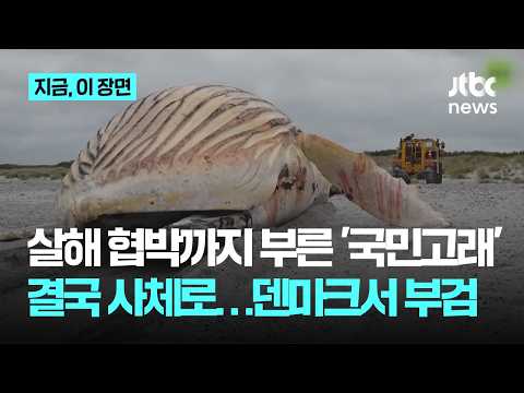 살해 협박까지 부른 '국민 혹등고래', 결국 사체로…덴마크서 부검｜지금 이 장면 thumbnail