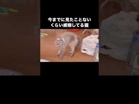 お母ちゃんが窓の外で洗濯物干してたら突然やんのか発動した猫 #猫 #やんのかステップ #ブチ切れ猫 #shorts thumbnail