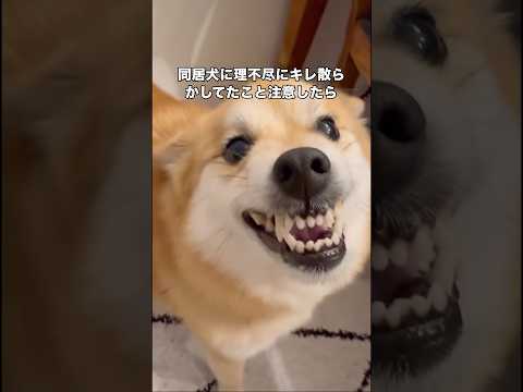 同居犬に理不尽にキレたことを注意したら納得できなかったしくめっちゃ言い返してきた #ポメ柴 #ポメラニアン #柴犬 #shorts thumbnail