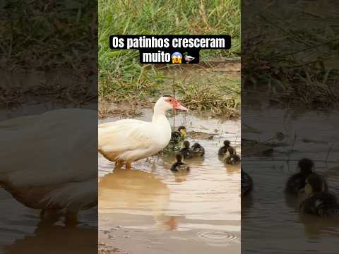 Os patinhos cresceram muito depois de 2 meses?!😱 #shorts thumbnail