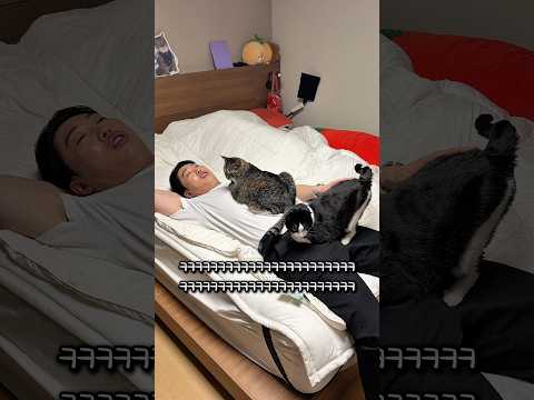 자리싸움 하는 고양이 thumbnail