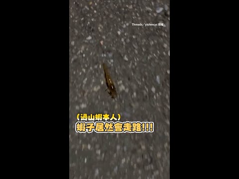 【會走路的蝦？】過山蝦奔向水源　小短腿狂飆！｜#寵物雲 #shorts thumbnail
