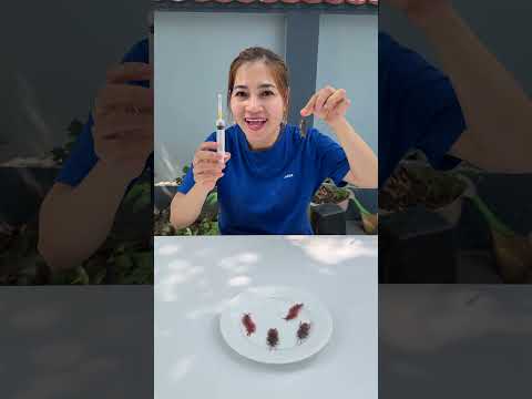 Transformation sausages VS Transformation cockroach  #funny #automobile thumbnail