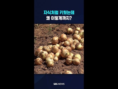 자식처럼 키웠는데 왜? #shorts thumbnail