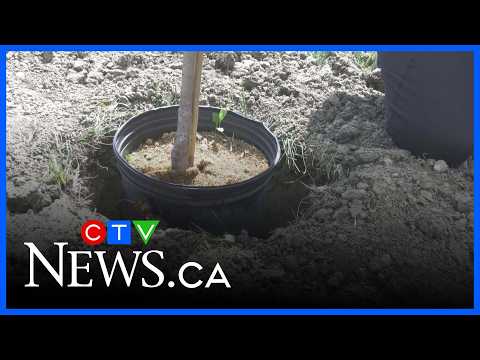 Regina students help plant trees at Kinsmen Park thumbnail