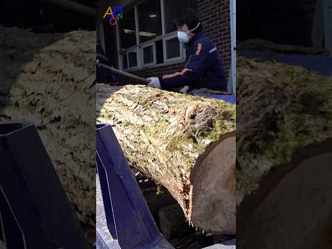 Largest Firewood Factory that Making 10,000 Tons of Oak Firewood thumbnail