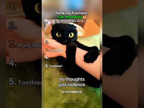 Ranking The Funniest Cat Behavior! thumbnail