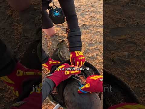 Calm Patient Gets Rescued #shorts thumbnail