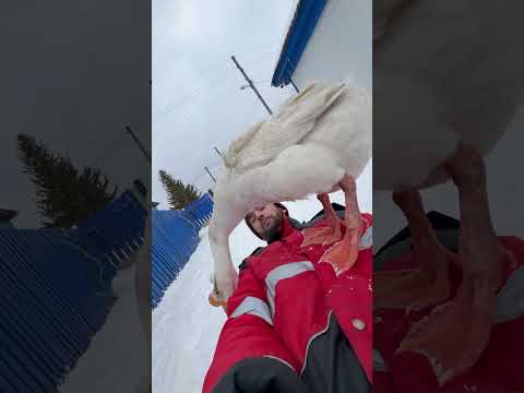 У гусей весеннее обострение thumbnail