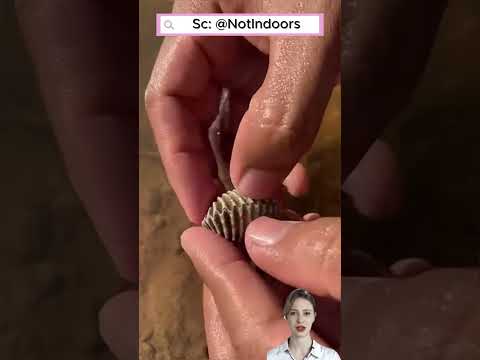 🐚 Bí mật bên trong con sò #shorts thumbnail