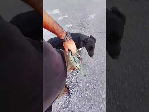 Breve aula do "caminhar junto" sem puxar #cães #shorts #shortsfeed #pets #cachorro #dogwalk #dog thumbnail