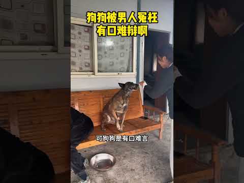 狗狗被男人冤枉，有口难辩啊！ #科普 #大熱門 #搞笑 #感人壹幕 #影視解説 #pets #影视聚焦 #精彩影视 #food thumbnail