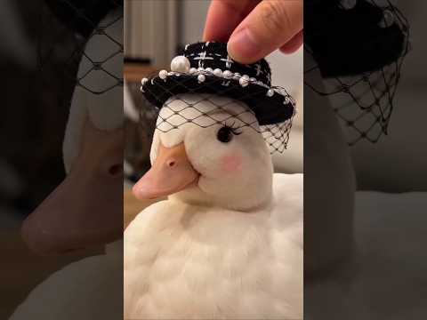 Why Call Ducks Are So Funny 😂🦆 #shorts #pets thumbnail