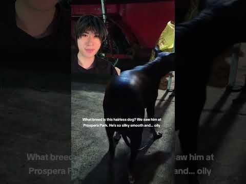 Mexican hairless thumbnail