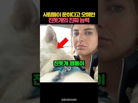 사람들이 둔하다고 오해한 진돗개의 진짜 능력 thumbnail