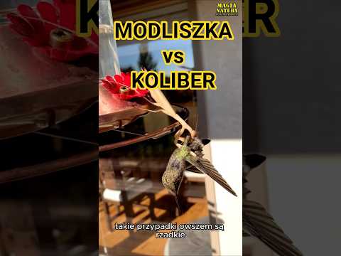 Atak Modliszki na Kolibra thumbnail