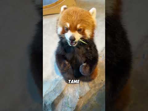The playful red panda#animals #funnyanimal #funny #cute #redpanda thumbnail