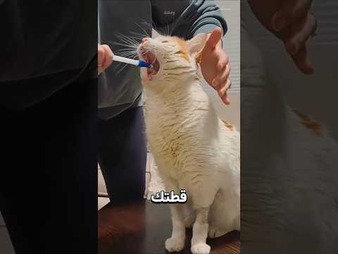 حركة بسيطة تجعل قطتك تتثاءب فورًا! thumbnail