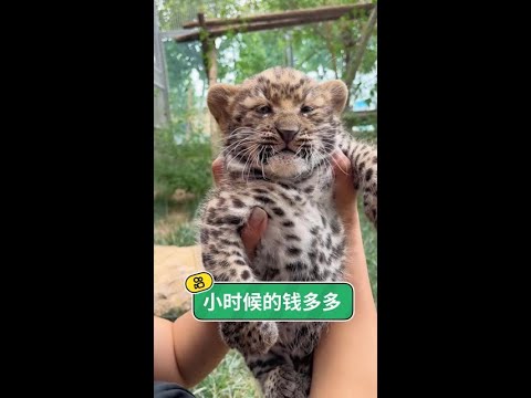 即使是充滿野性的豹子，也曾有過如此溫柔純真的模樣：那些關於成長的初見與心動。 thumbnail
