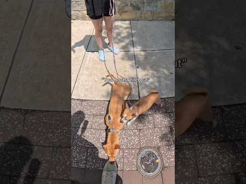 Most owners get offended when I try to help thumbnail