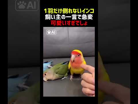 1羽だけ倒れないインコ 飼い主の一言で急変 thumbnail